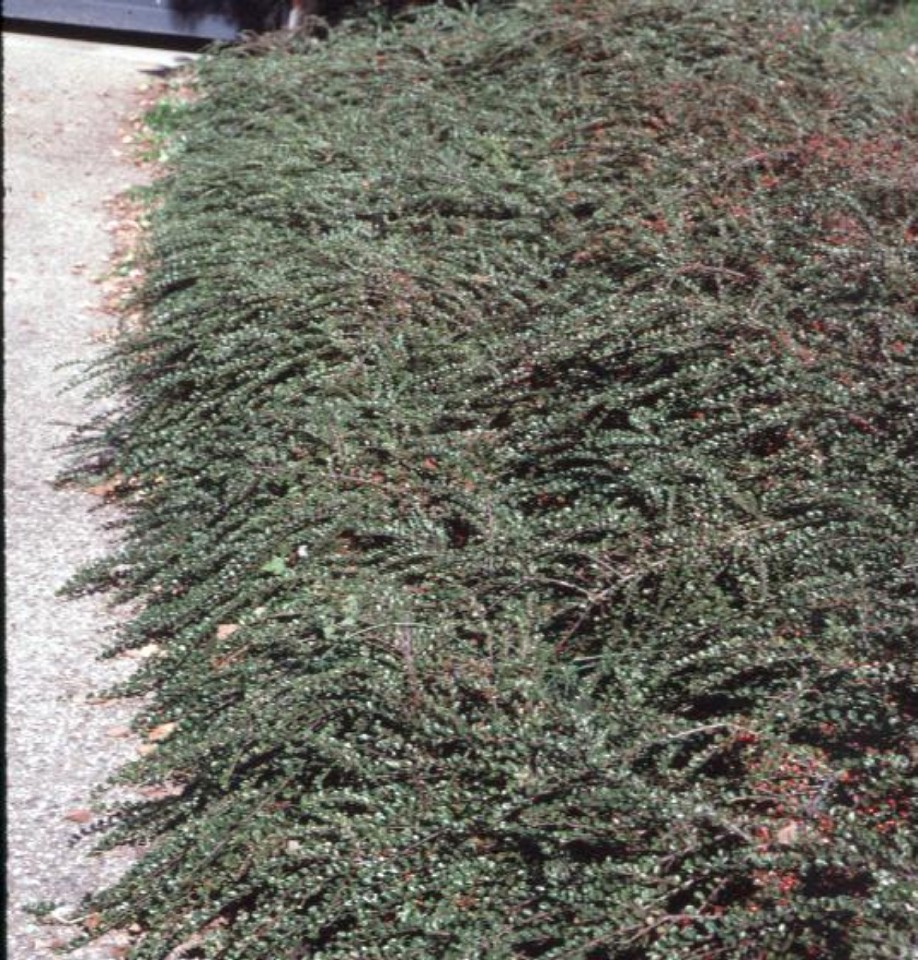 Cotoneaster apiculata  / Cotoneaster apiculata 