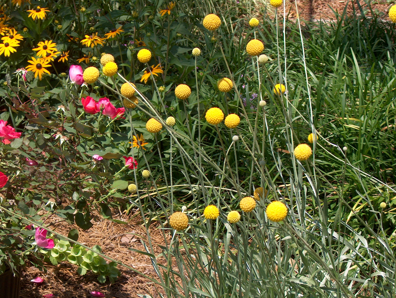 Online Plant Guide Craspedia globosa / Golden Drumstick