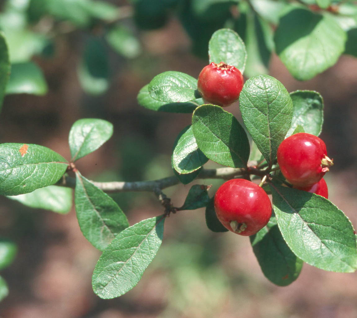 Crataegus opaca / Mayhaw