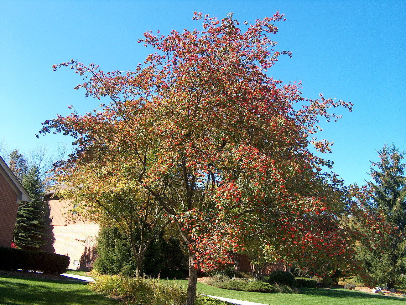 Crataegus phaenopyrum / Washington Hawthorn