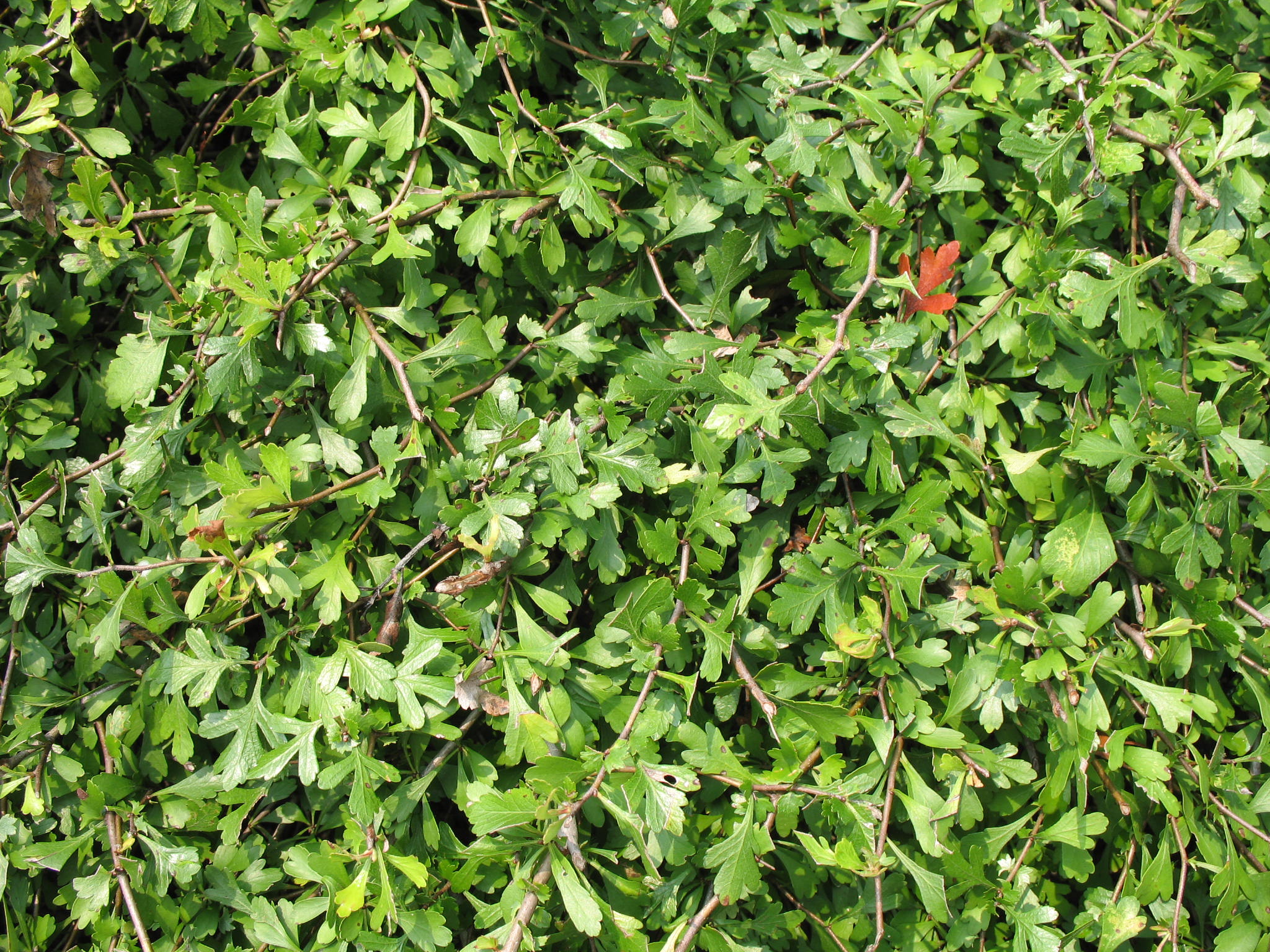 Crataegus spathulata 'Littlehip'   / Littlehip Hawthorn