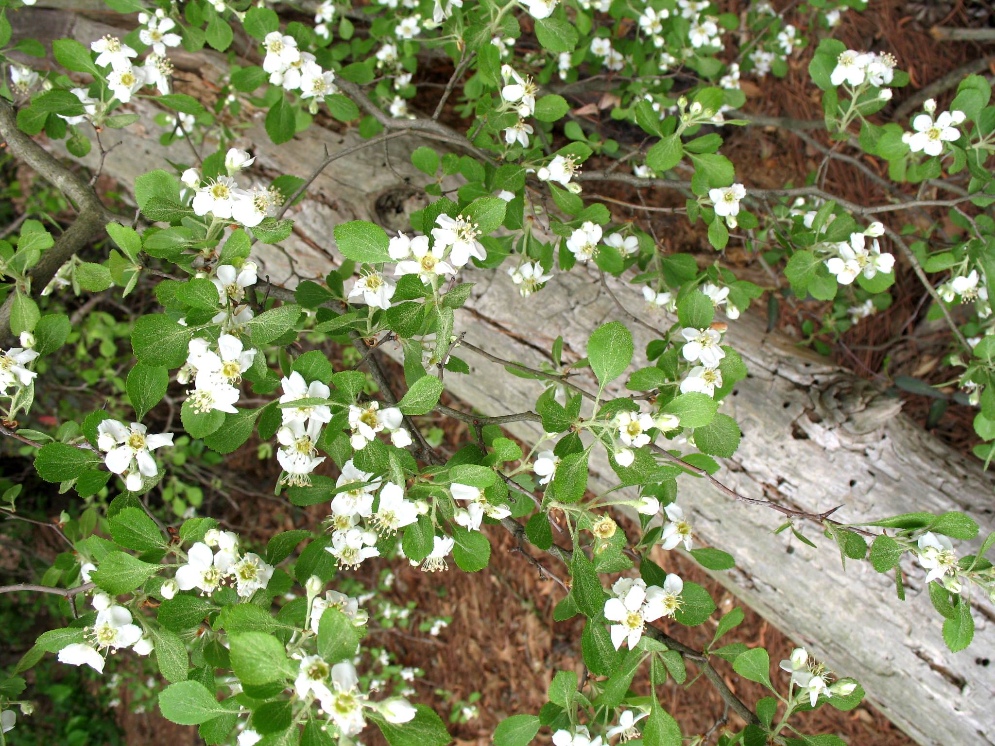 Crataegus viridis  / Green Hawthorn