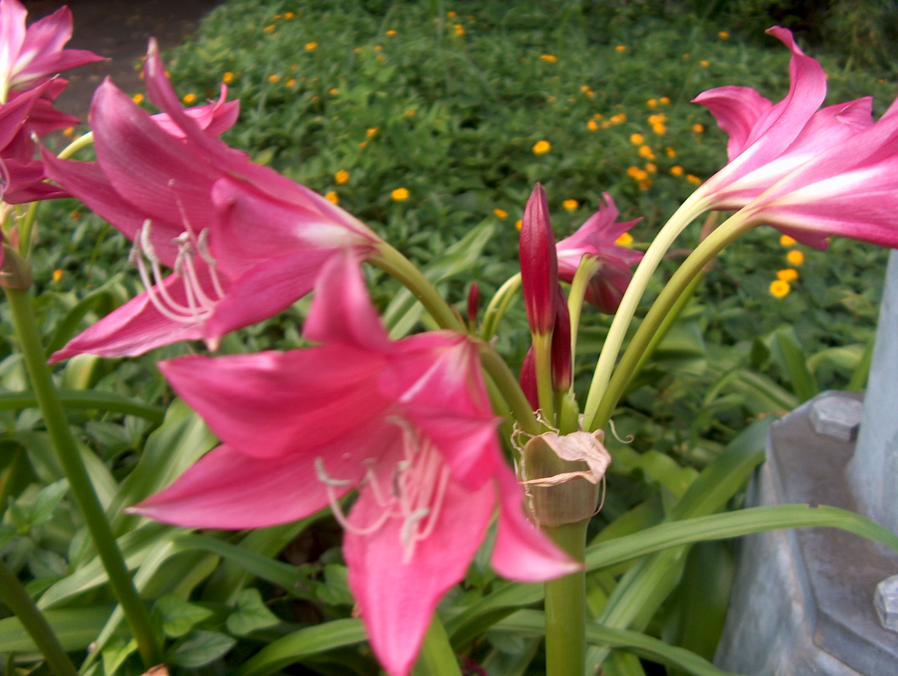 Crinum 'Ellen Bosanquet' / Crinum 'Ellen Bosanquet'