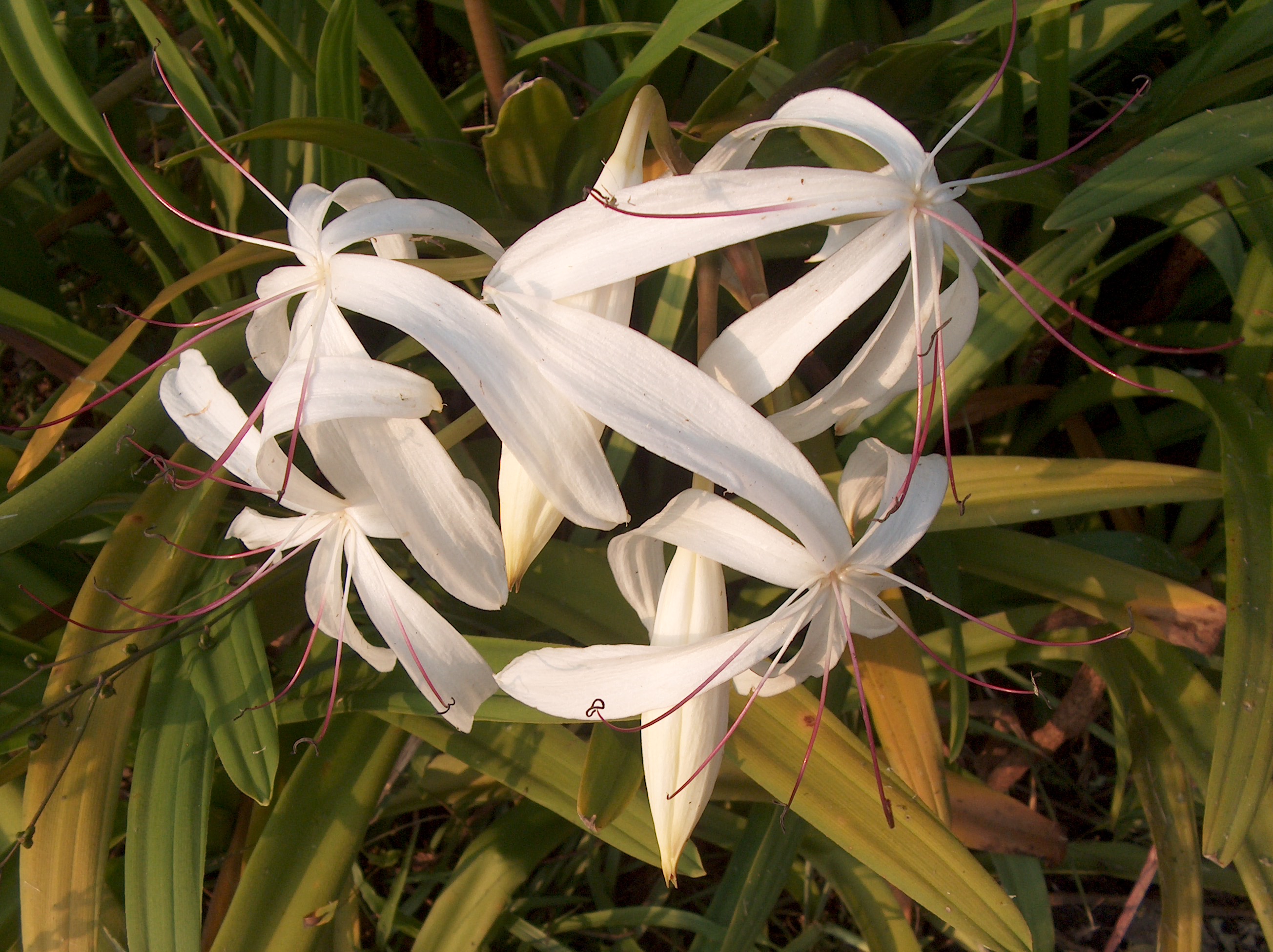 Crinum americanum / Swamp Lily