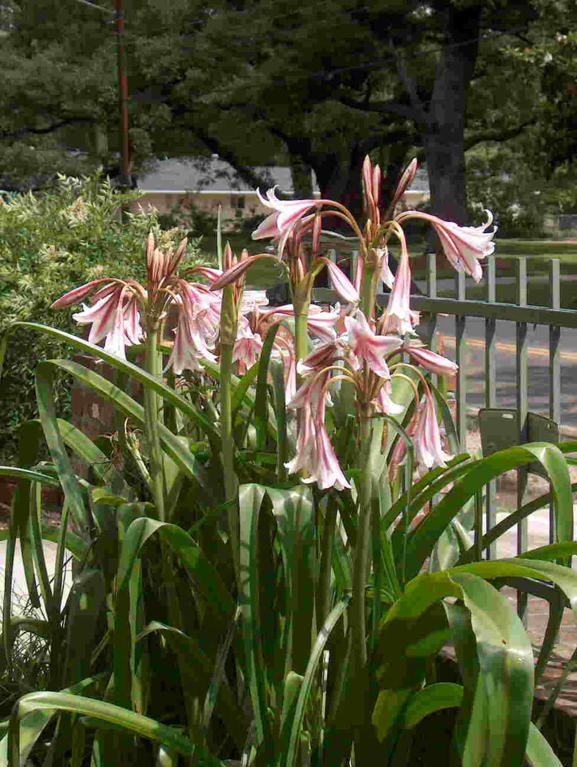 Crinum x herbertii  / Milk and Wine Lily