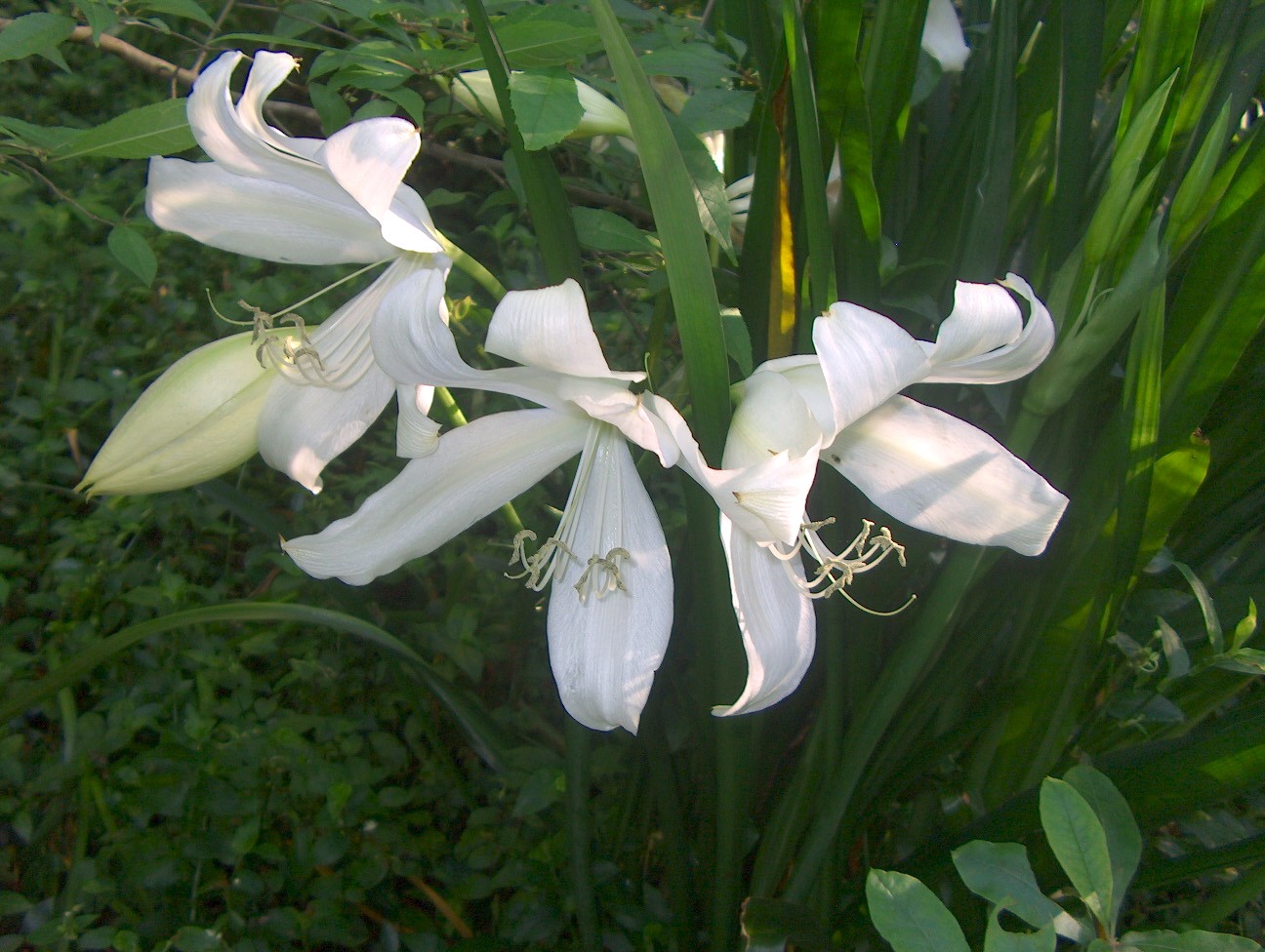 Crinum jagus  / St. Christopher Lily