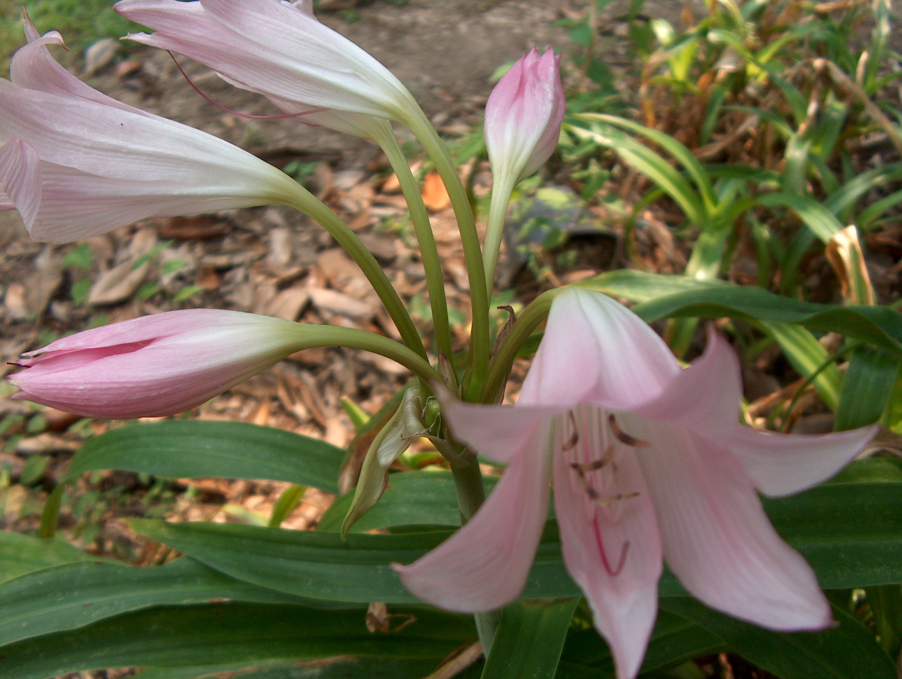 Crinum species / Crinum