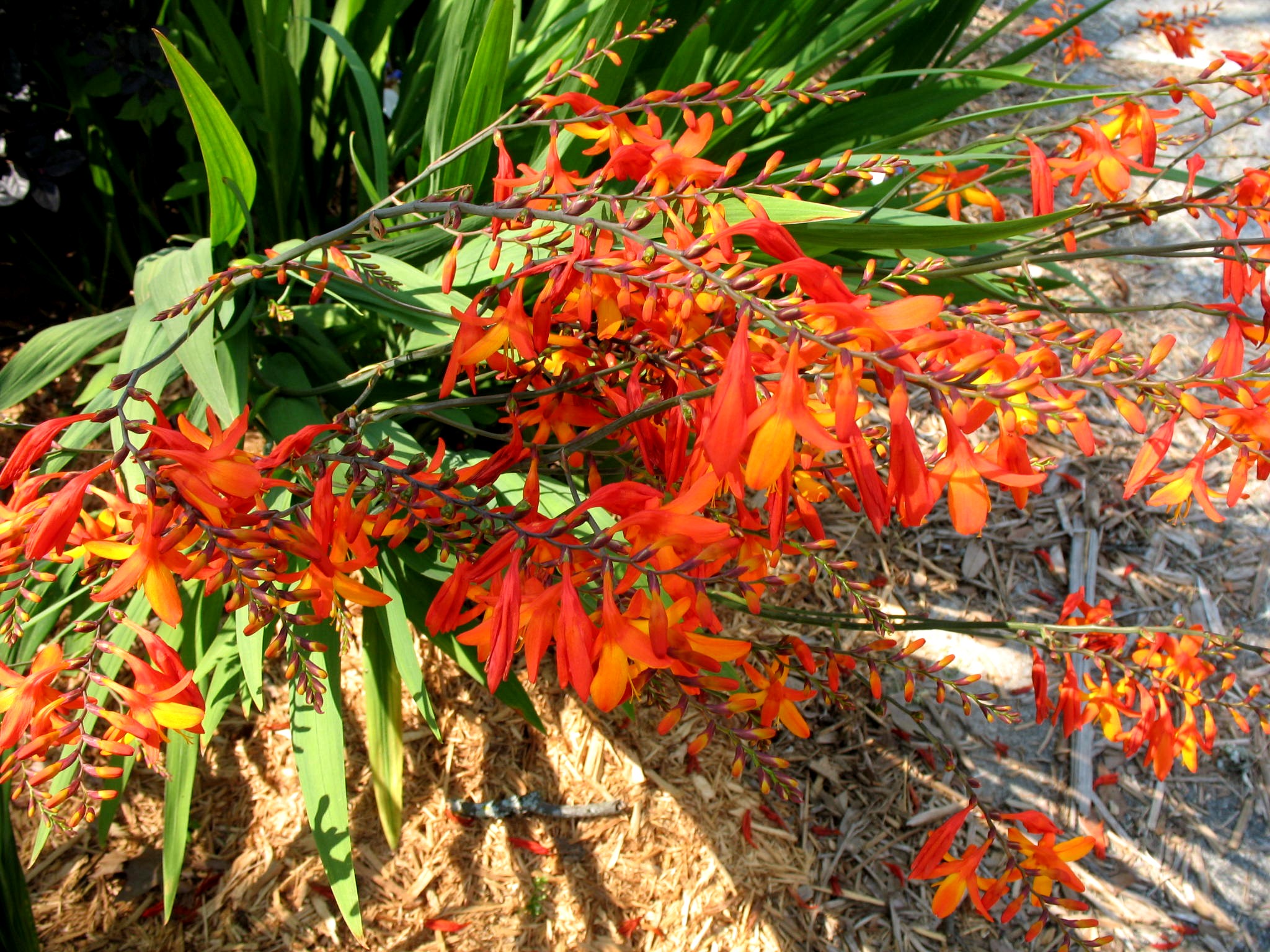 Crocosmia x crocosmiiflora / Crocosmia x crocosmiiflora