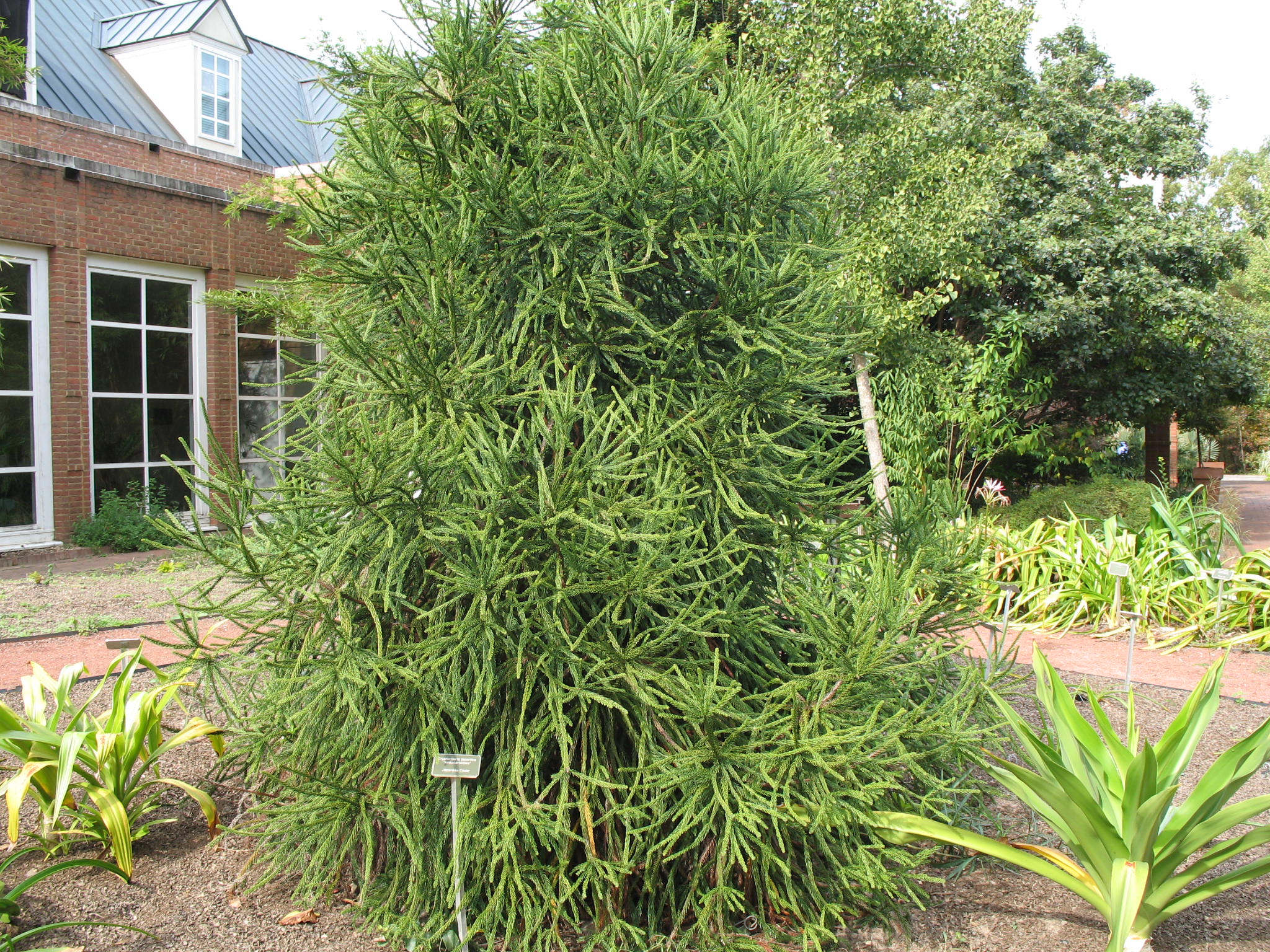 Cryptomeria japonica 'Araucarioides'   / Japanese Cedar