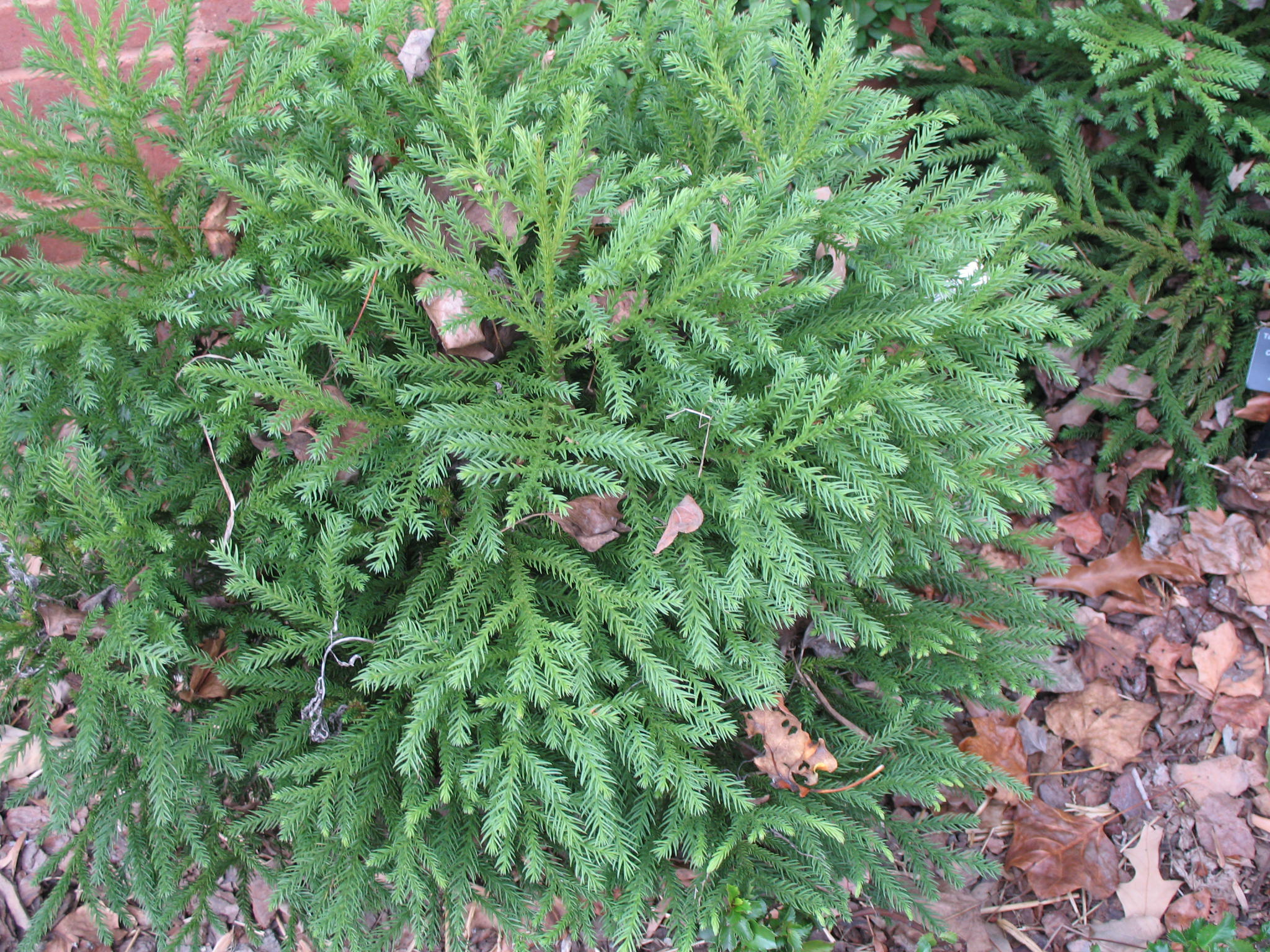 Cryptomeria japonica 'Gyokuryu'   / Cryptomeria japonica 'Gyokuryu'  