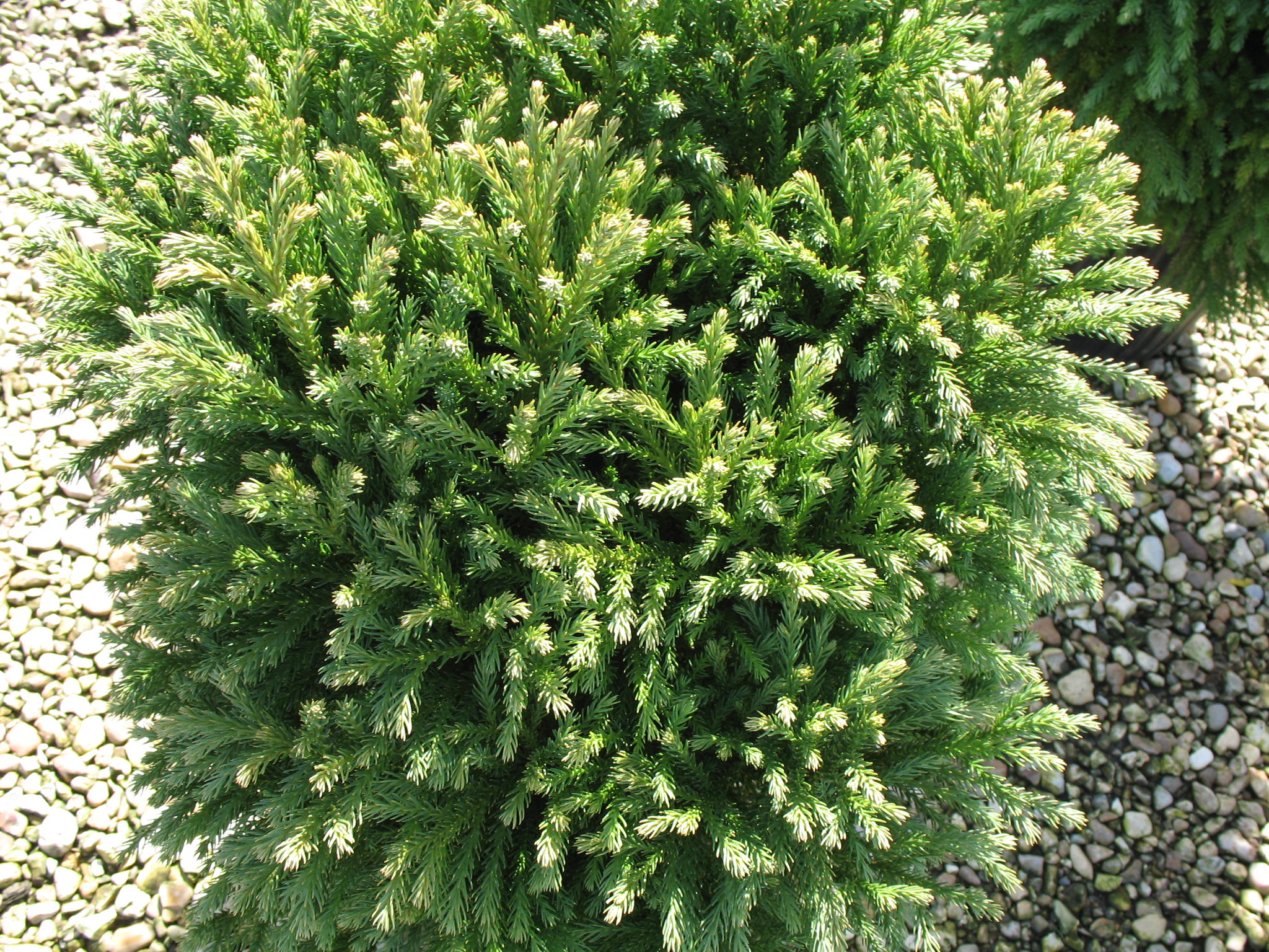 Cryptomeria japonica 'Nana'   / Dwarf Japanese Cedar