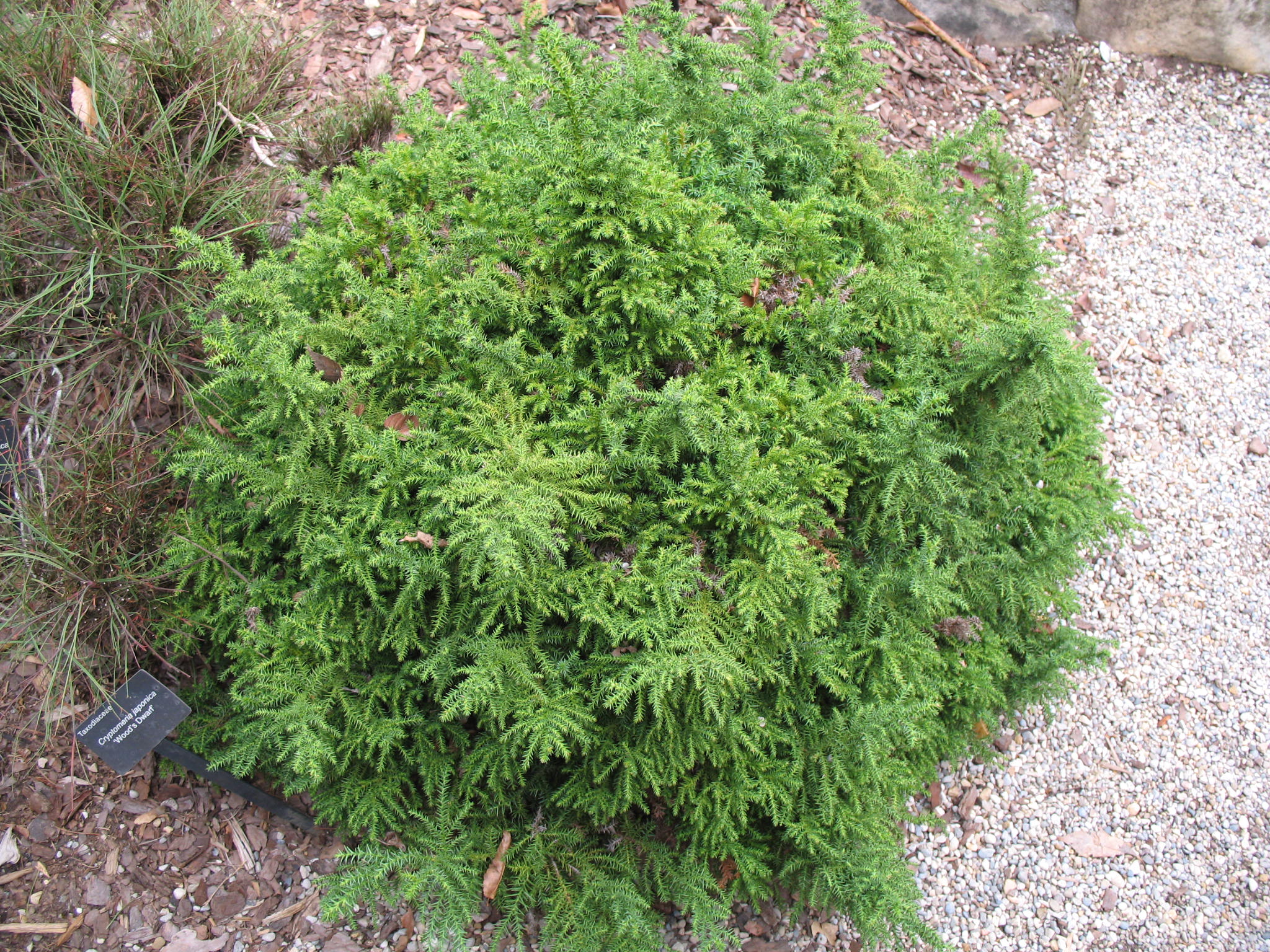 Cryptomeria japonica 'Wood's Dwarf'   / Wood's Dwarf Crypotomeria