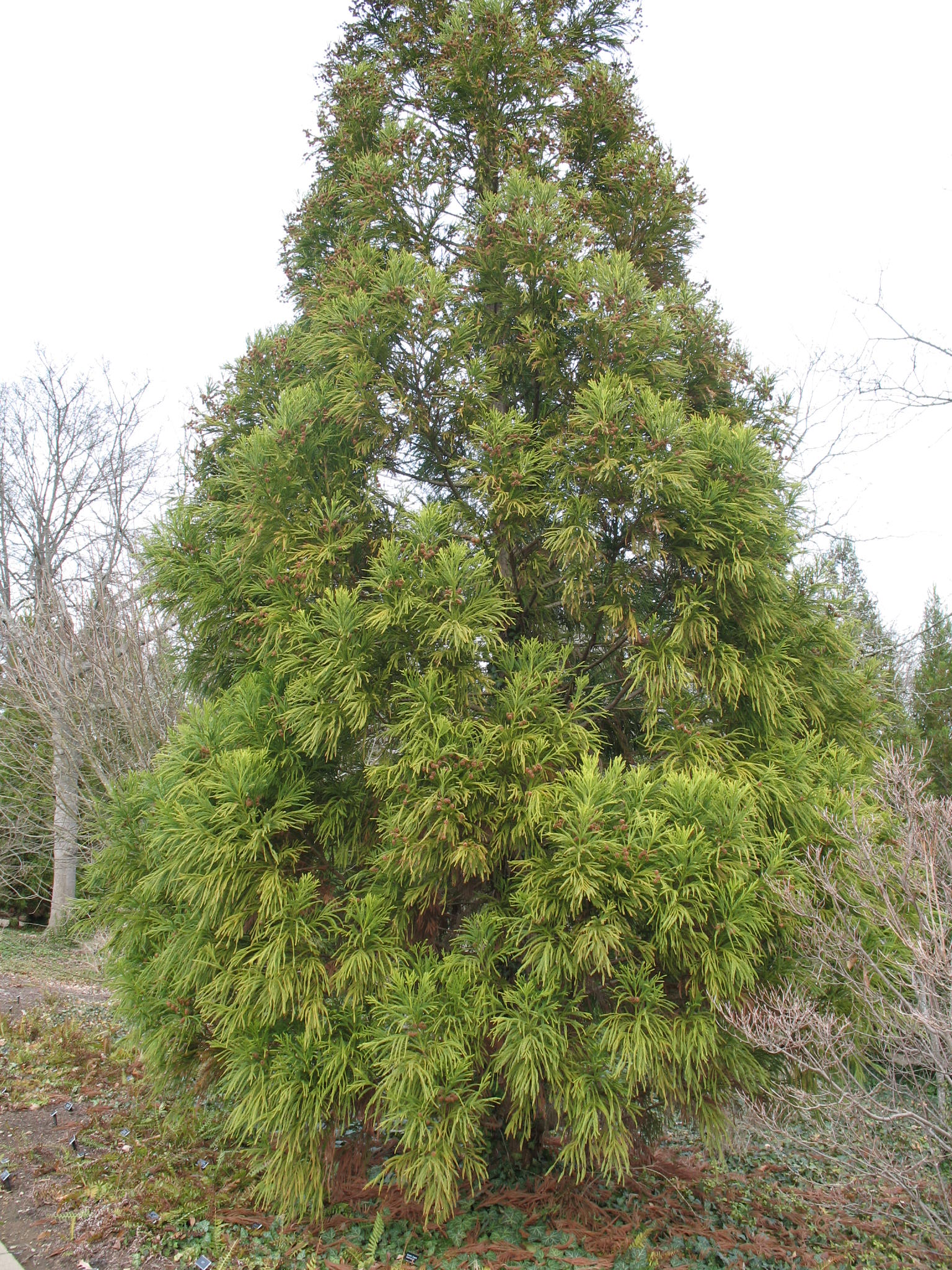 Cryptomeria japonica 'Yoshino'   / Cryptomeria japonica 'Yoshino'  