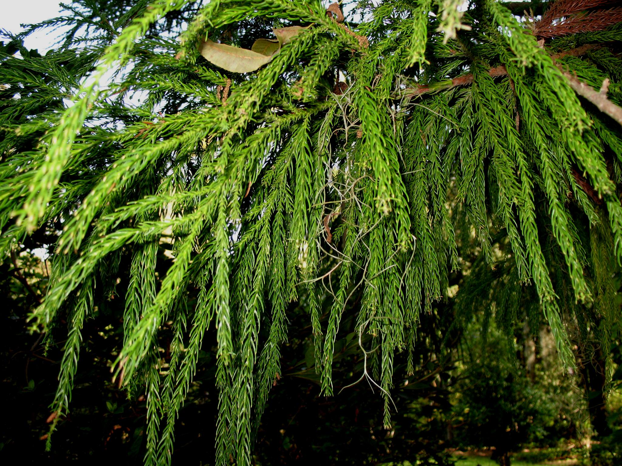 Cryptomeria japonica / Cryptomeria japonica