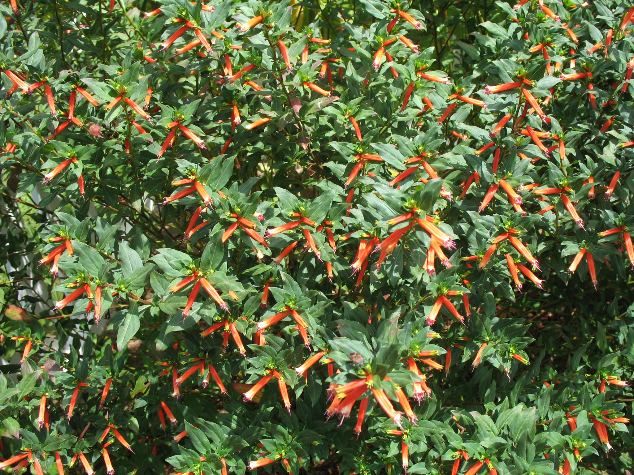 Cuphea 'David Verity'   / Cigar Plant