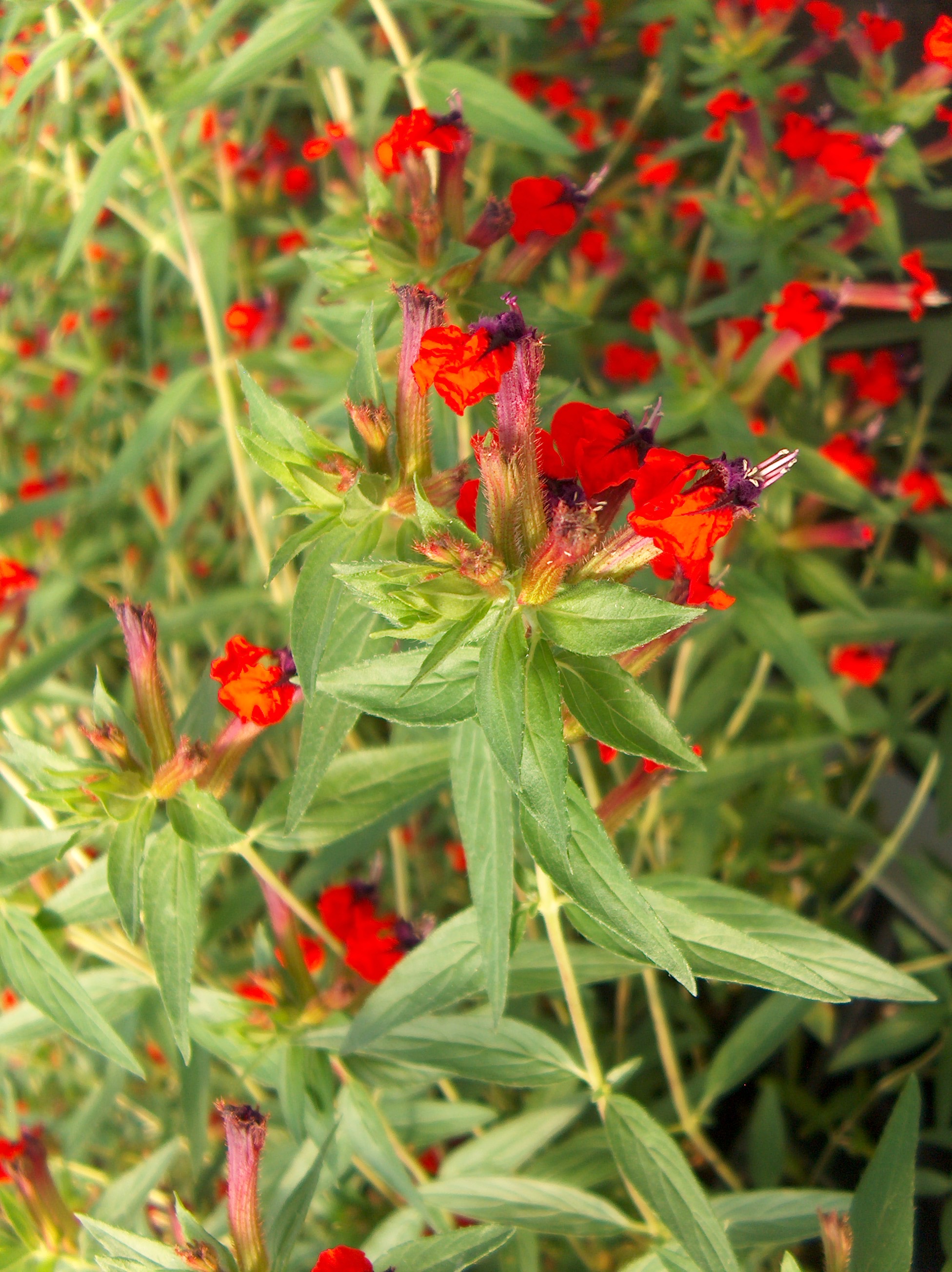 Cuphea llavea  / Cuphea llavea 