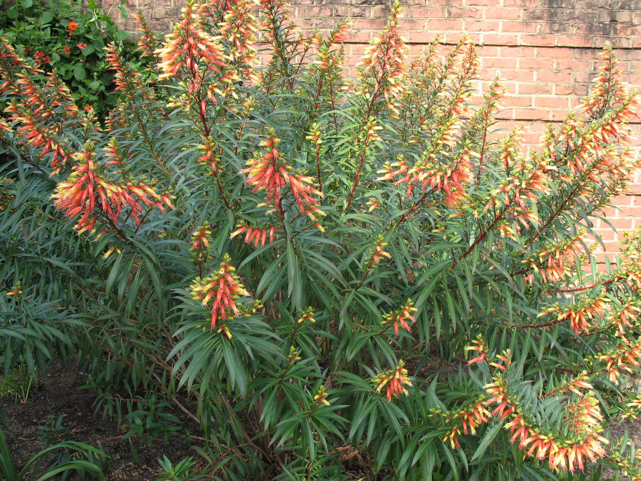 Cuphea micropetala / Candy Corn Plant