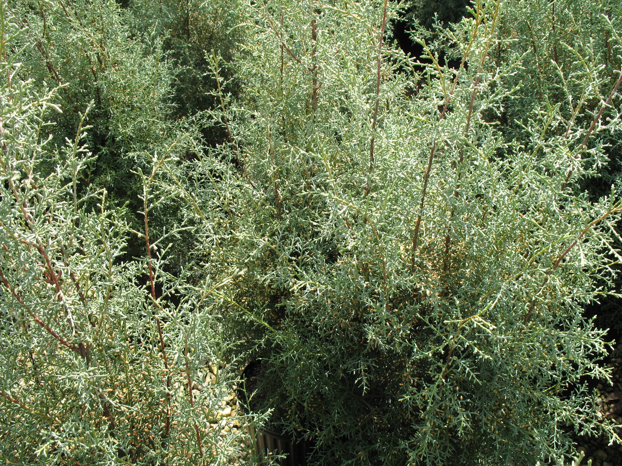 Cupressus arizonica 'Carolina Sapphire'  / Cupressus arizonica 'Carolina Sapphire' 