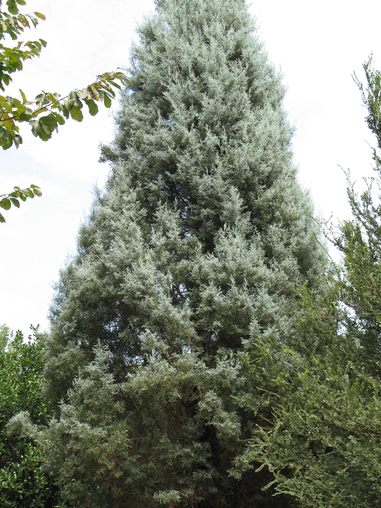 Cupressus arizonica  / Blue Pyramid Arizona Cypress