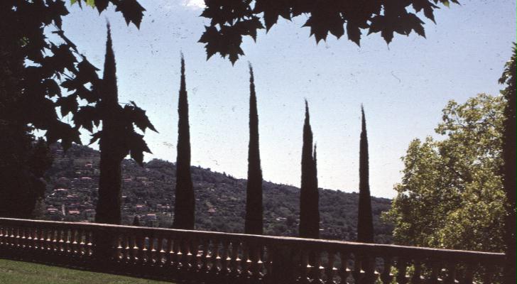 Cupressus sempervirens / Italian Cypress