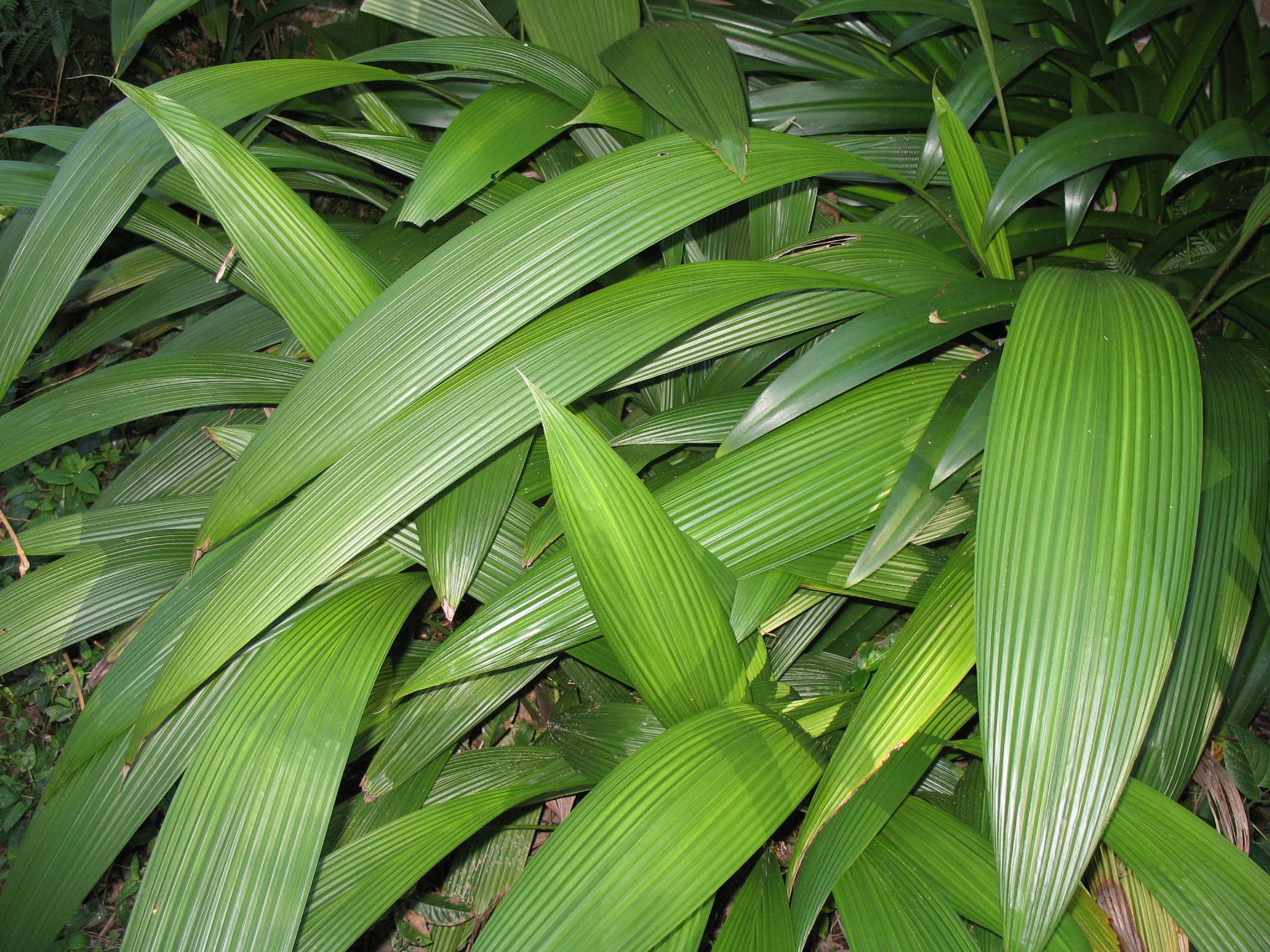 Curculigo capitulata  / Accordion or Pleated Aspidistra