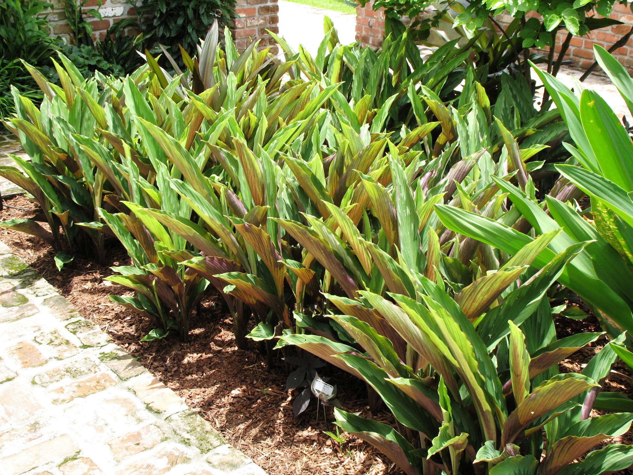 Curcuma 'Scarlet Fever'  / Scarlet Fever Ginger