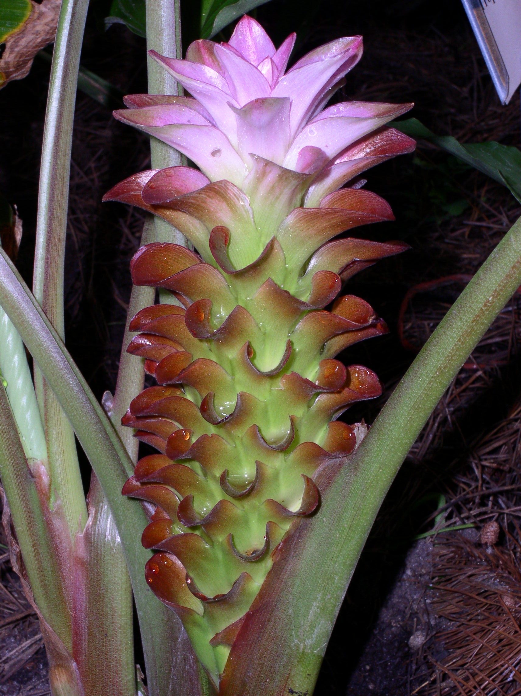 Curcuma alismatifolia 'Dark Prince'  / 'Dark Prince' Curcuma