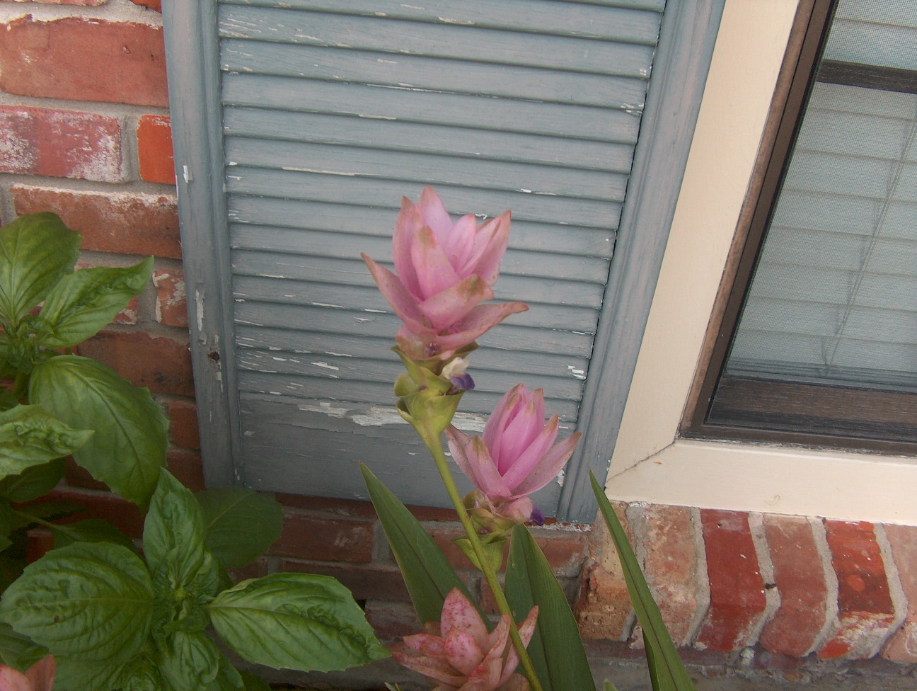 Curcuma alismatifolia  / Curcuma alismatifolia 