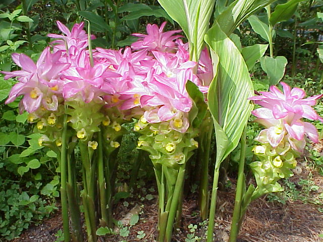 Curcuma elata / Pineapple Lily