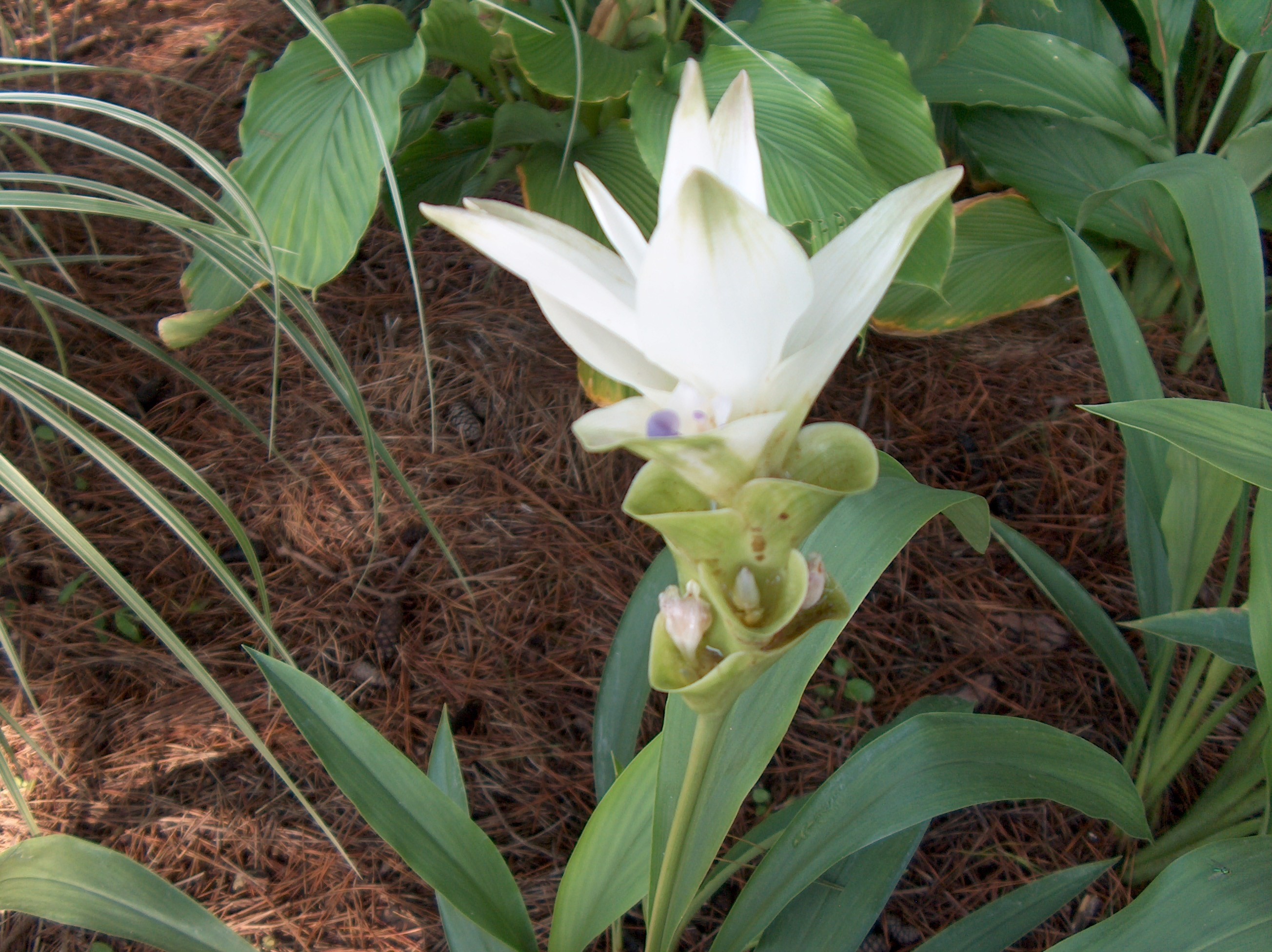 Curcuma thorelli / Pineapple Lily