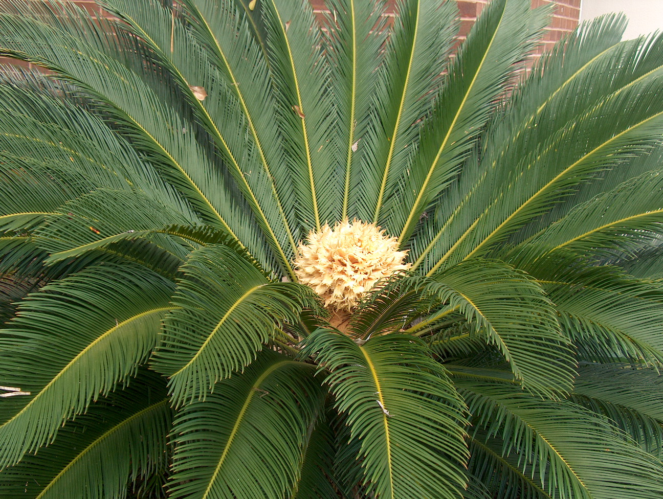 Cycas revoluta   / Cycas revoluta  