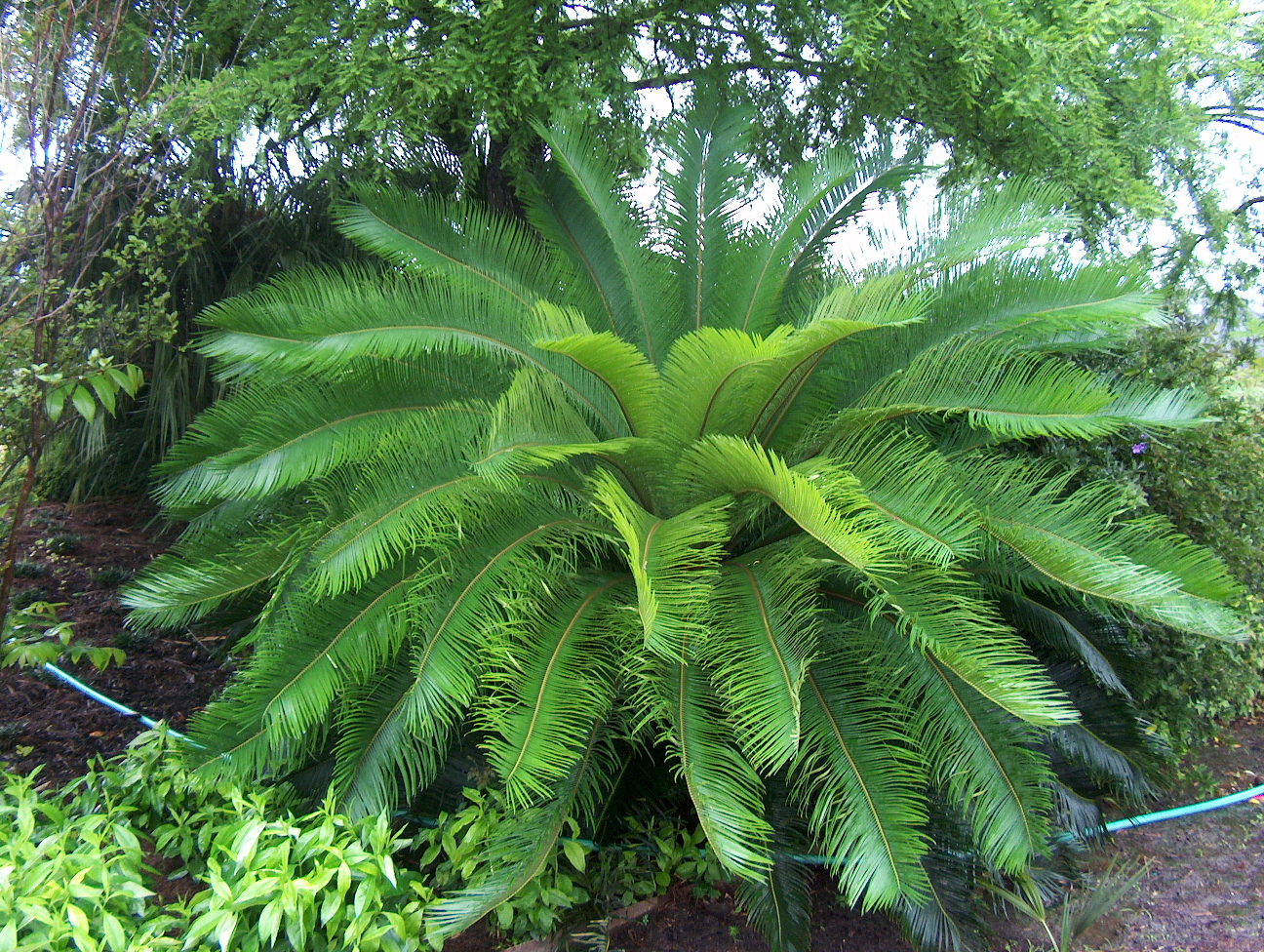 Cycas taitungensis / Cycas taitungensis