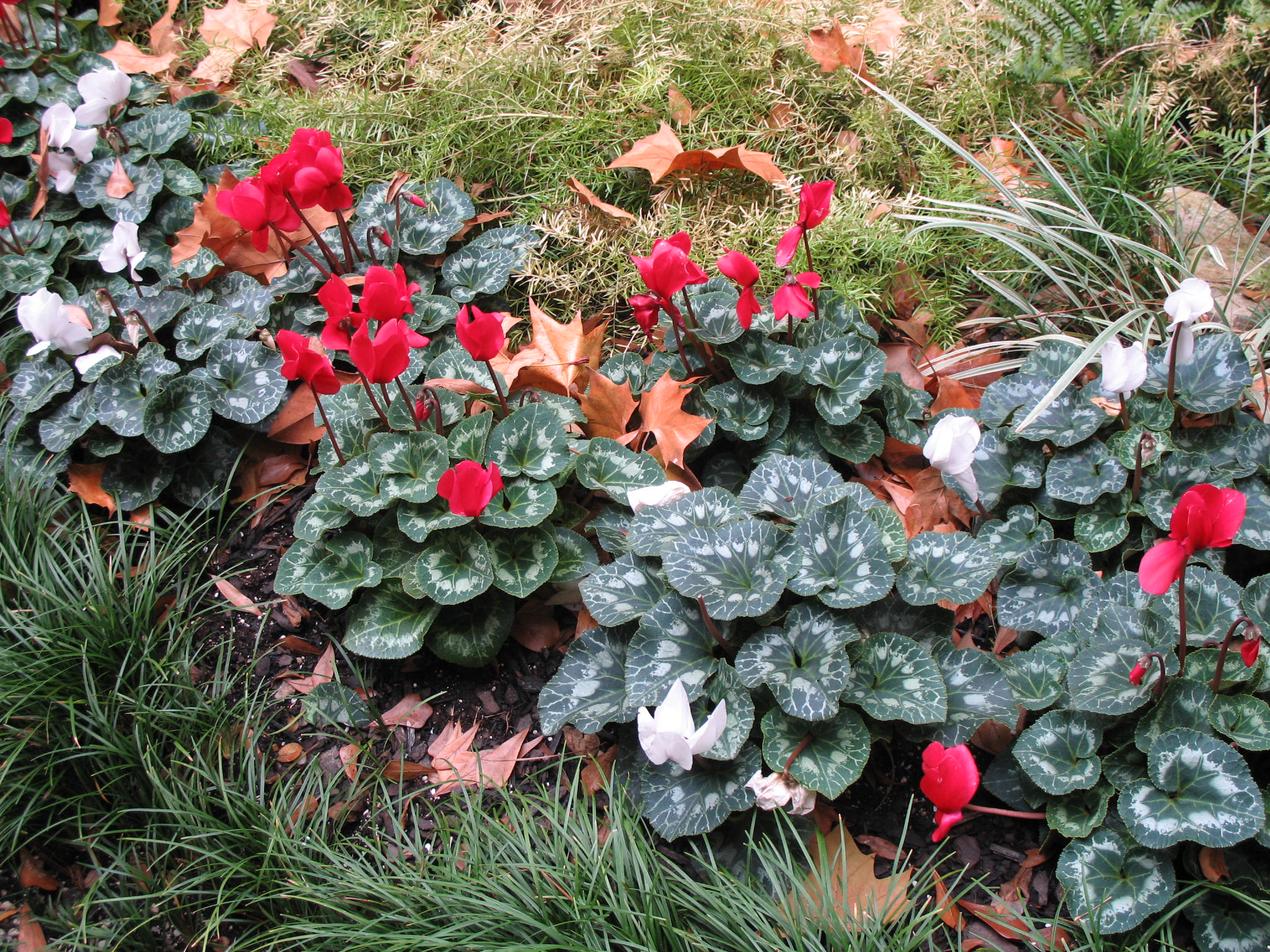 Cyclamen persicum / Cyclamen