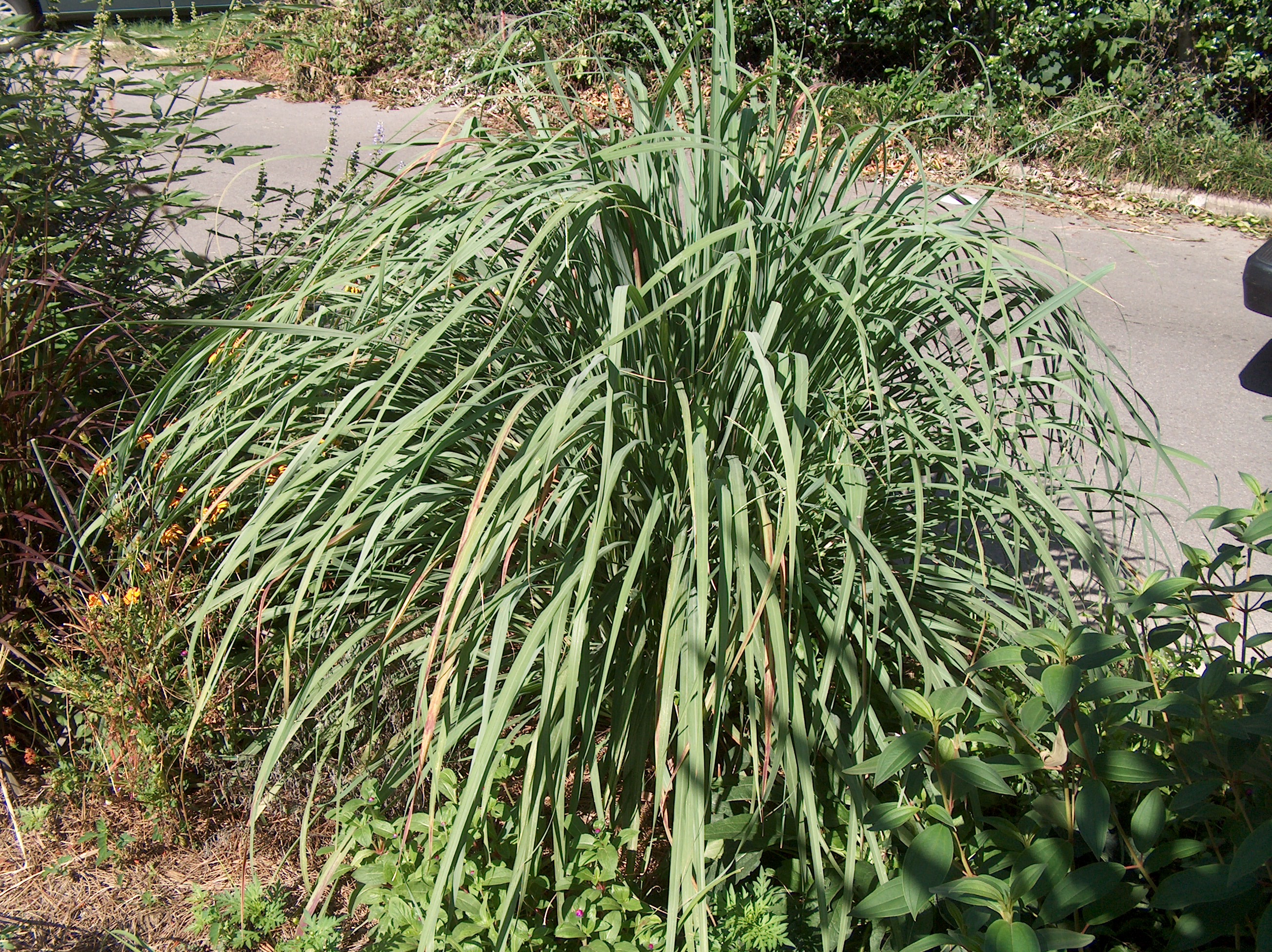 Cymbopogon citratus / Cymbopogon citratus