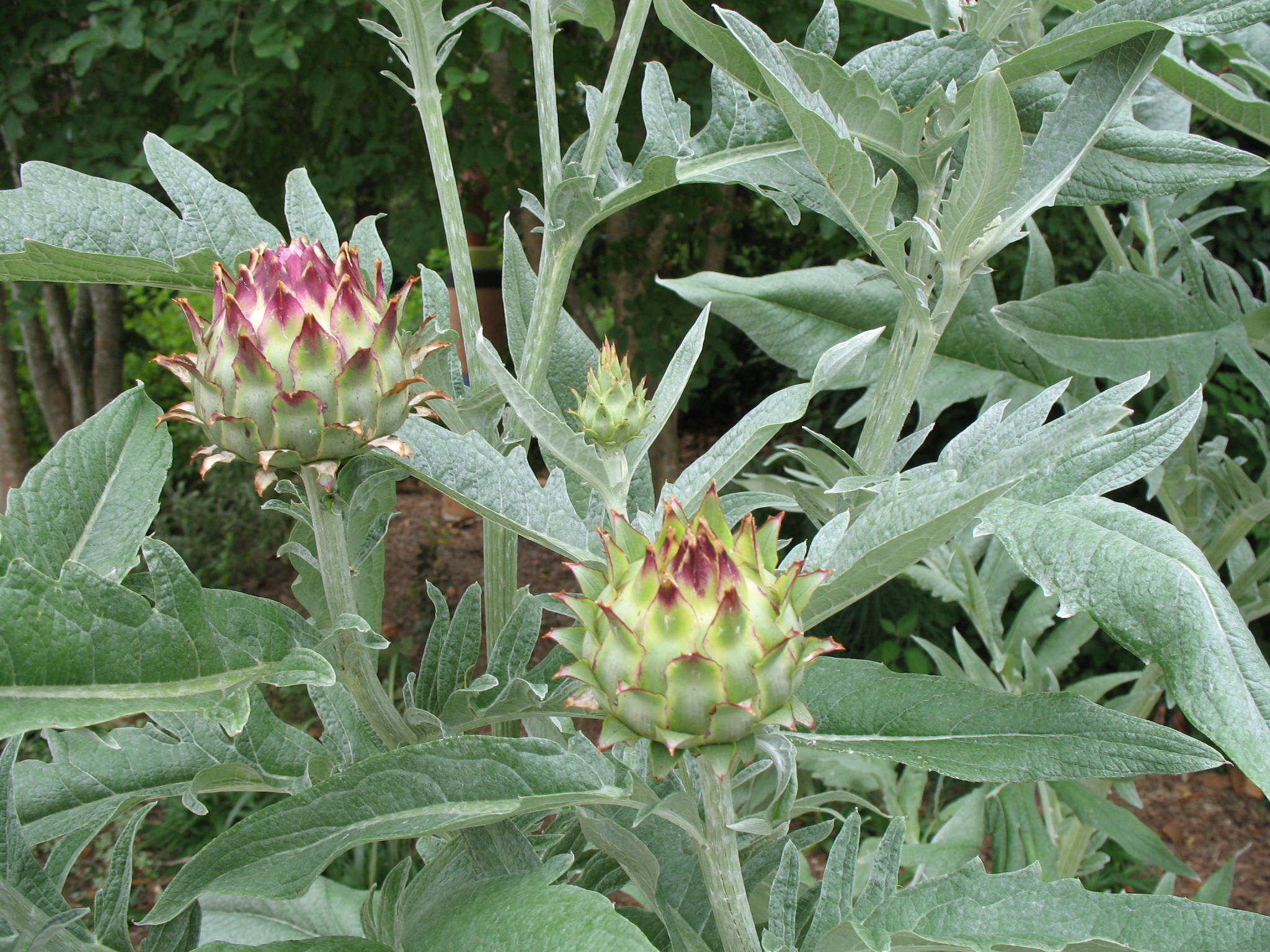 Cynara cardunculus  / Carhoon, Artichoke Thistle