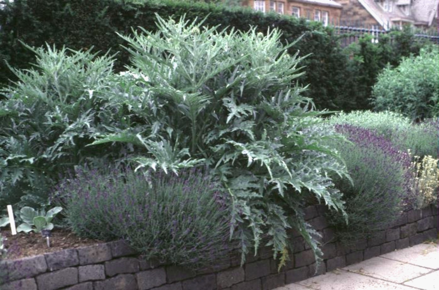 Cynara scolymus / Cynara scolymus