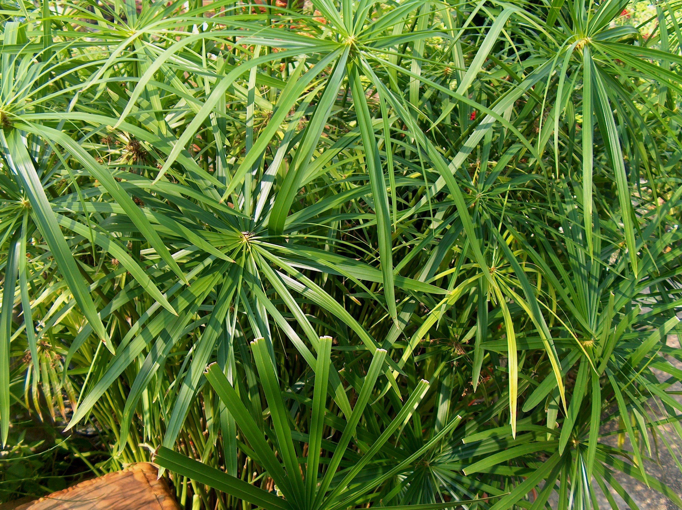 Cyperus alternifolius  / Umbrella Plant