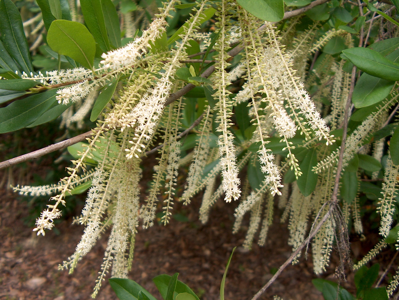 Cyrilla racemiflora / Cyrilla racemiflora