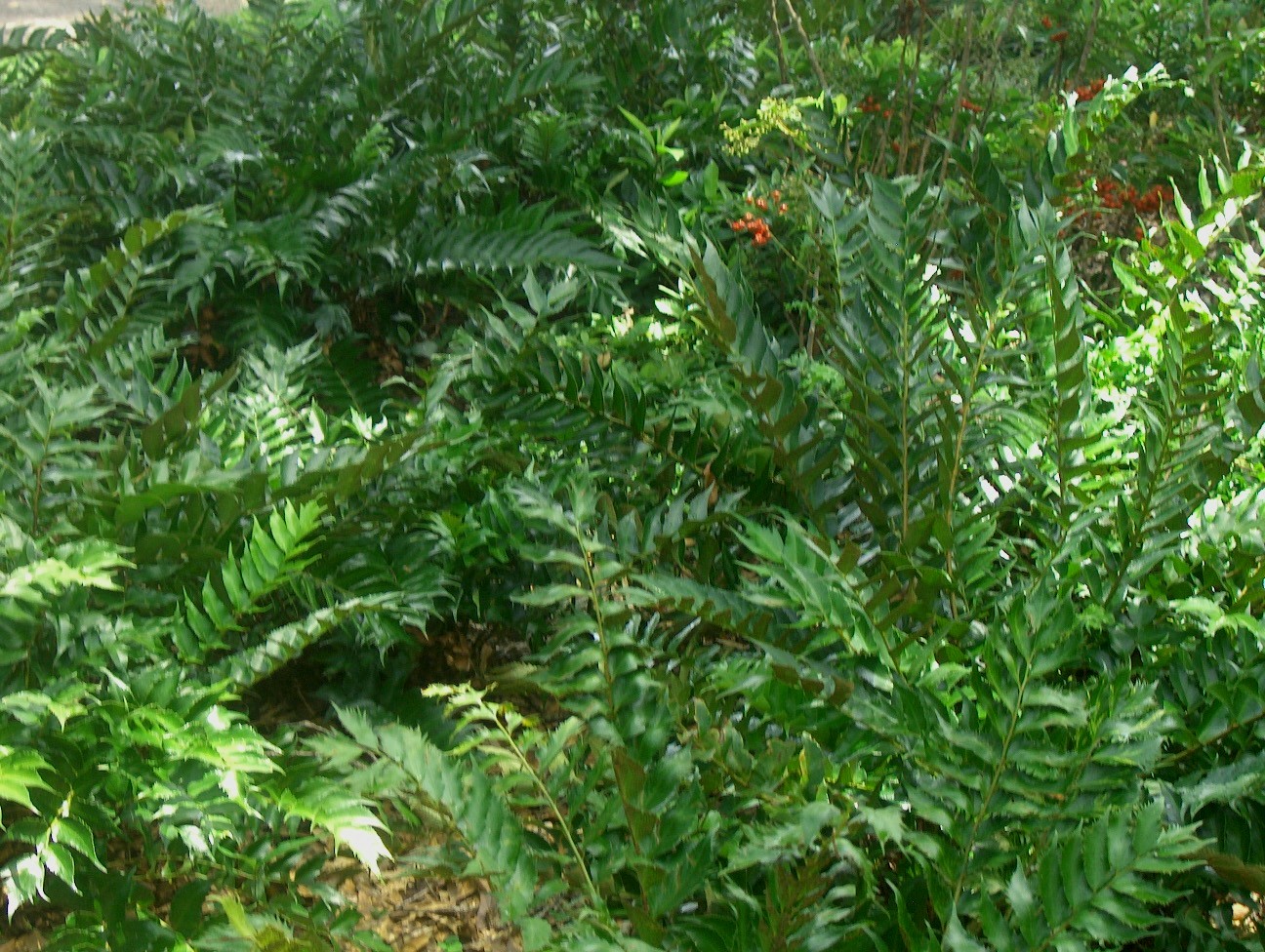 Cyrtomium falcatum / Holly Leaf Fern