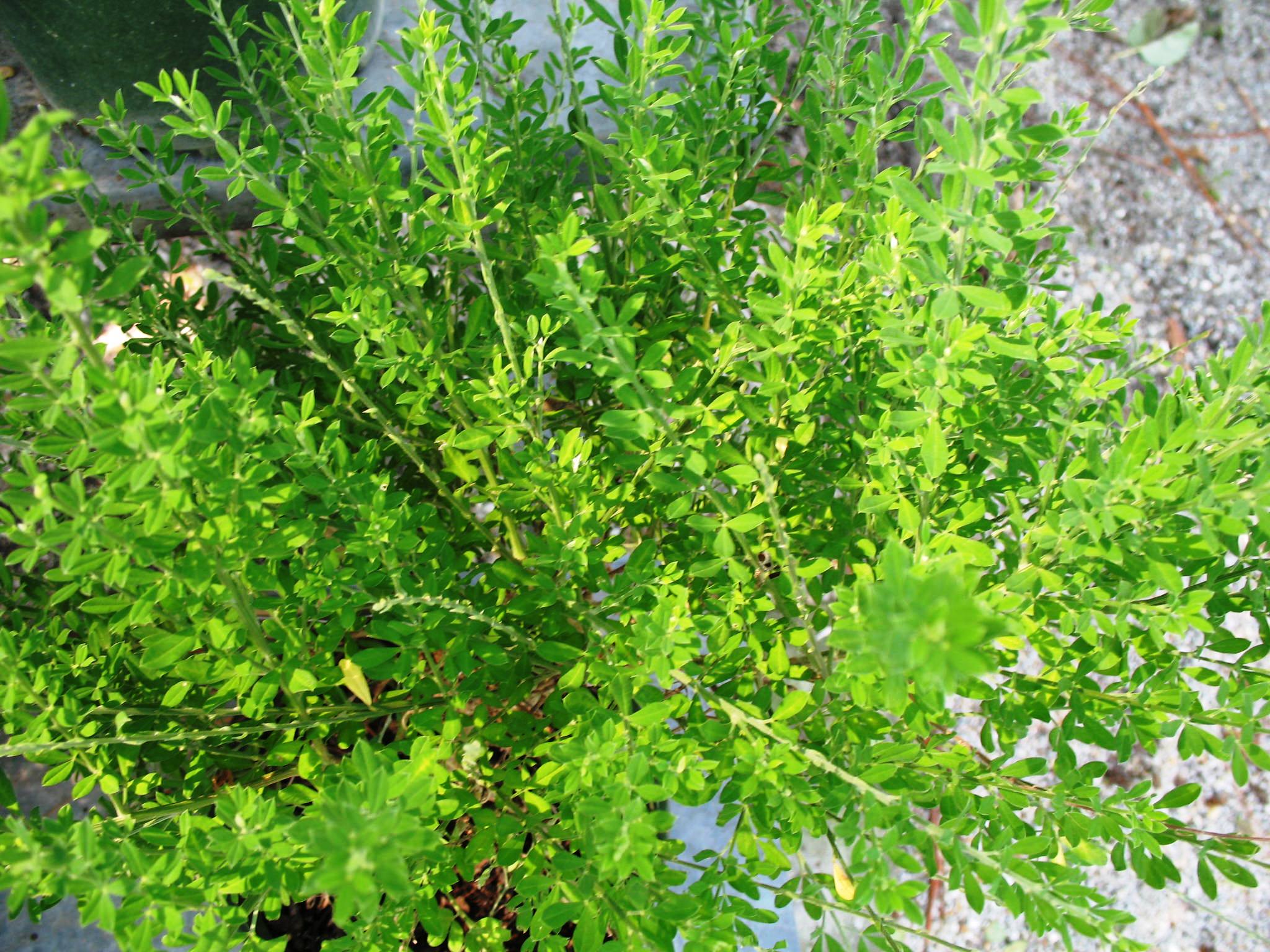 Cytisus x spachianus   / Sweet Broom