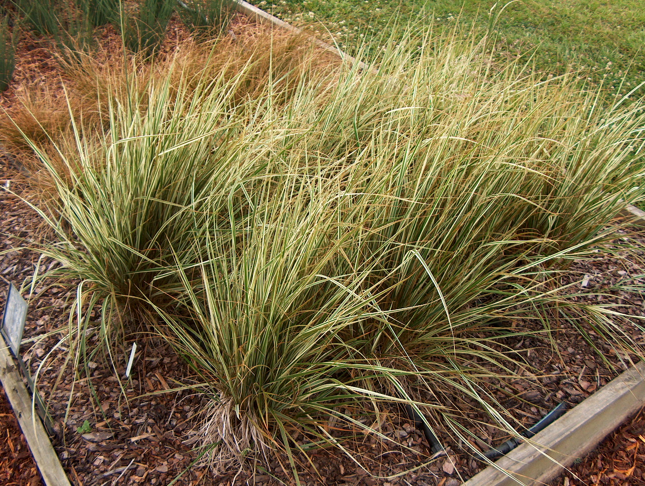Calamagrostis acutiflora 'Overdam'    / Variegated Reed Grass