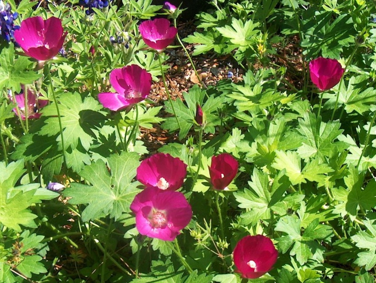 Callirhoe involucrata  / Purple Poppy Mallow