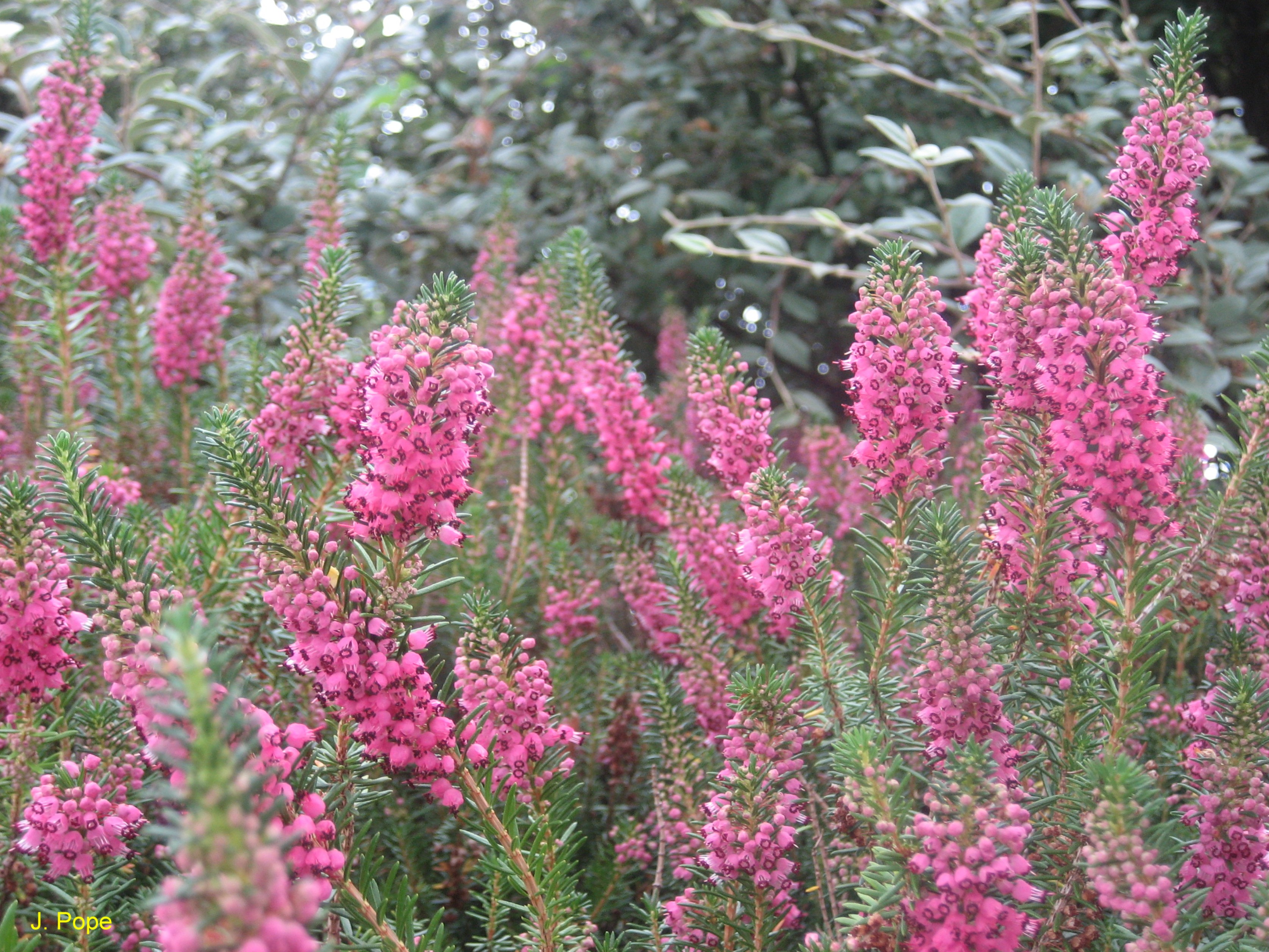 Calluna vulgaris / Scotch Heather