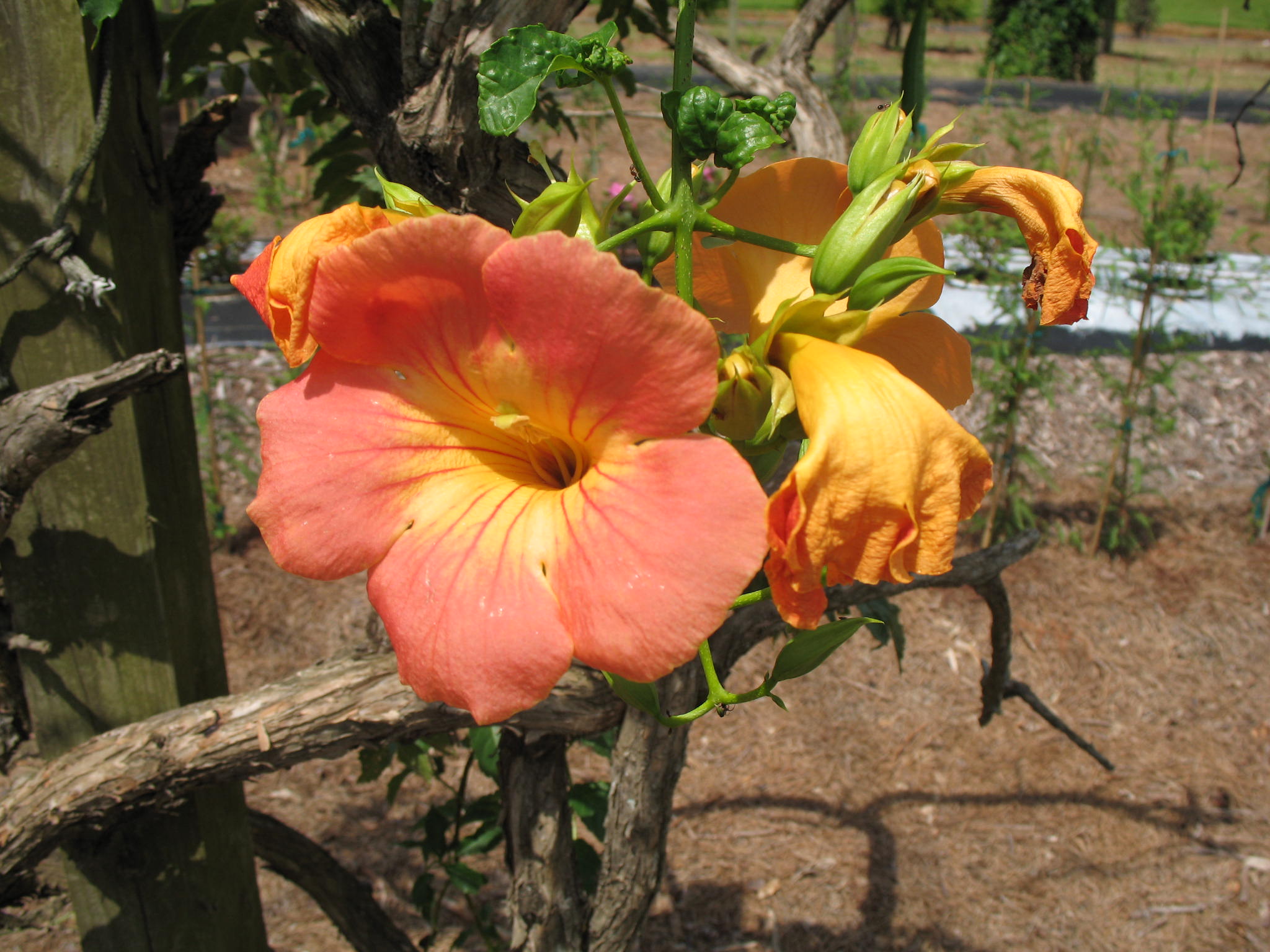 Campsis grandiflora 'Morning Calm'  / Chinese Trumpet Creeper