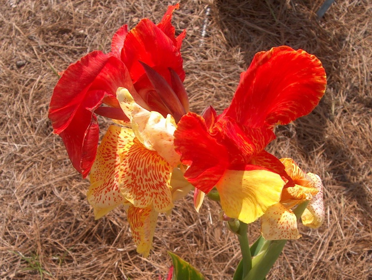 Canna 'Cleopatra' / Cleopatra Canna