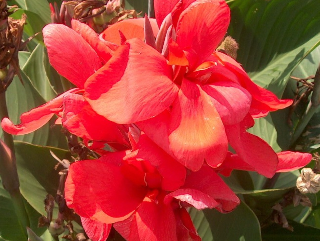 Canna 'Crimson Beauty' / Crimson Beauty Canna