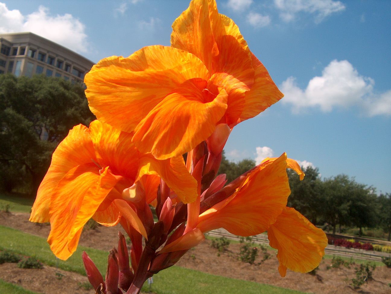 Canna 'Orange Beauty' / Orange Beauty Canna