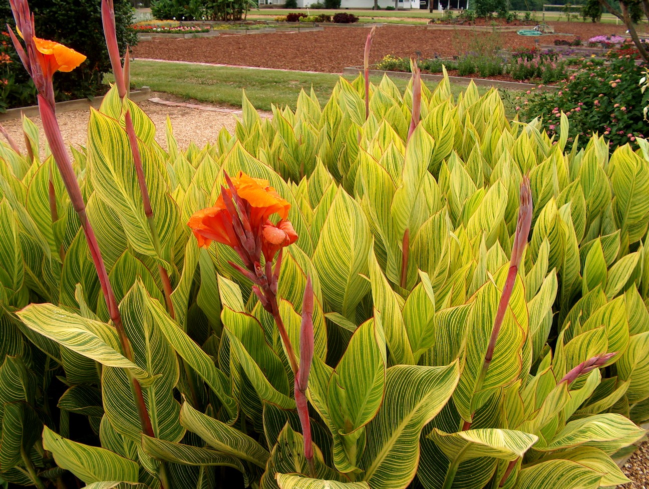 Canna 'Prectoria'  / Prectoria Canna