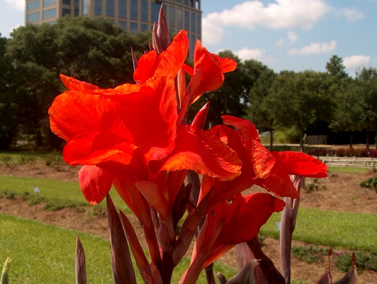 Canna 'Red King Humbert' / Canna 'Red King Humbert'