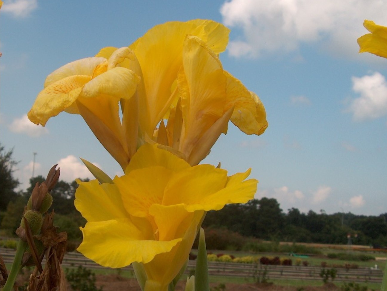 Canna 'Richard Wallace' / Canna 'Richard Wallace'